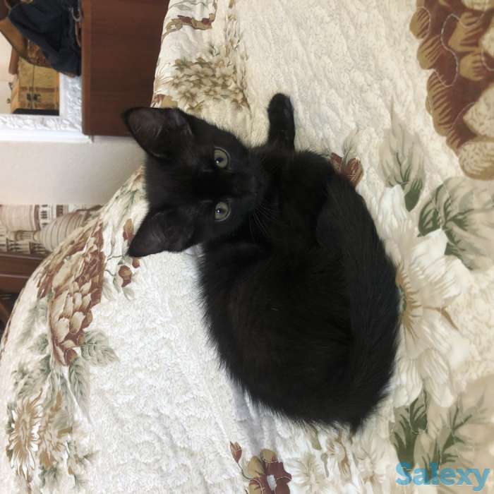 Отдам котенка!, фотография 1