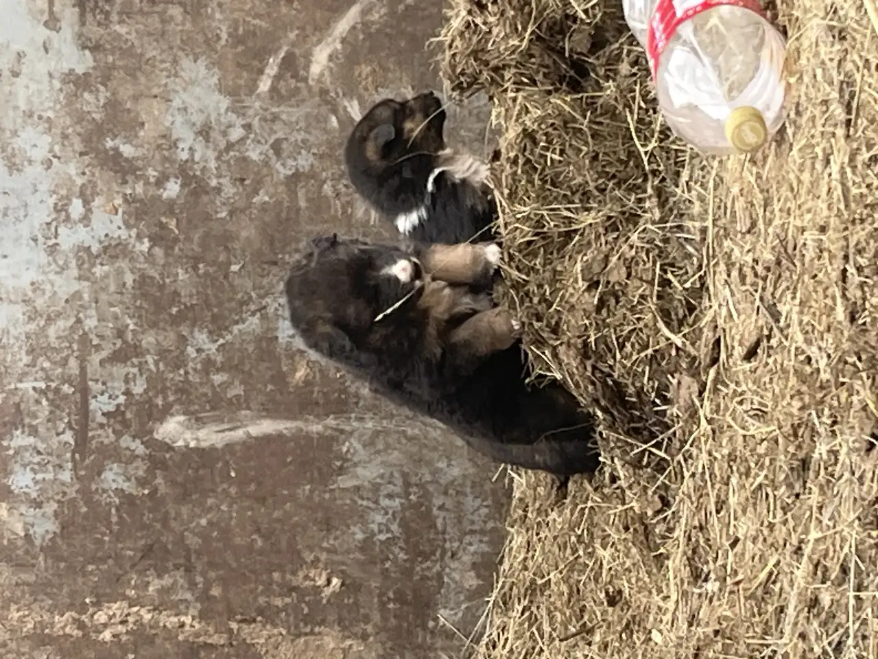 Ченки бесплатно немец, фотография 3