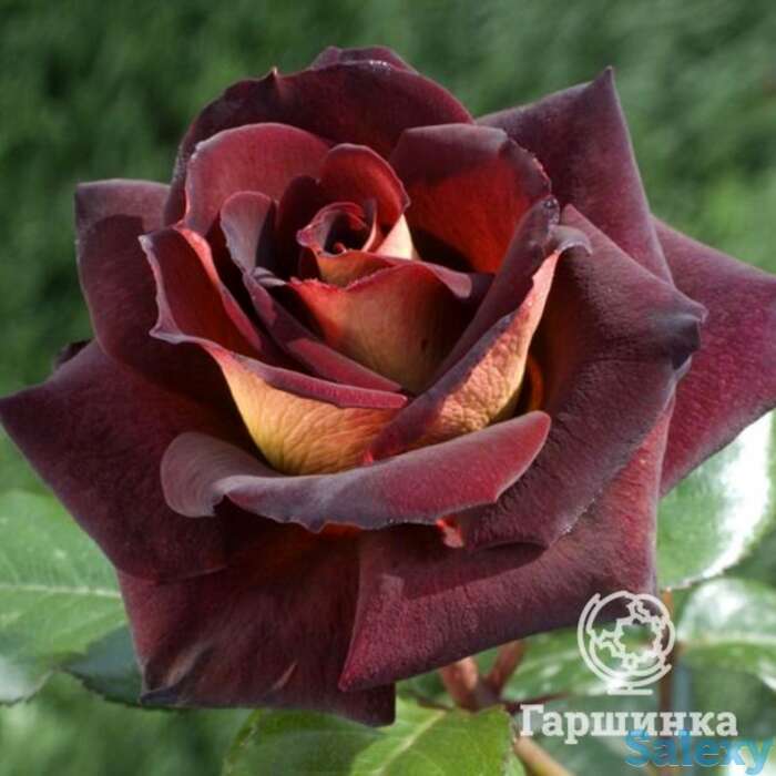 Роза эдди митчел/дак найт, мейян, фотография 1