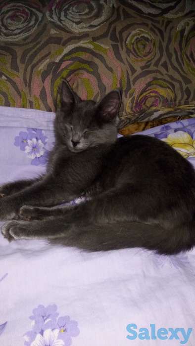 Отдам в теплые добрые руки котёнка, мальчик месяца полтора. Дымчатый окрас. Лоток знает., фотография 2