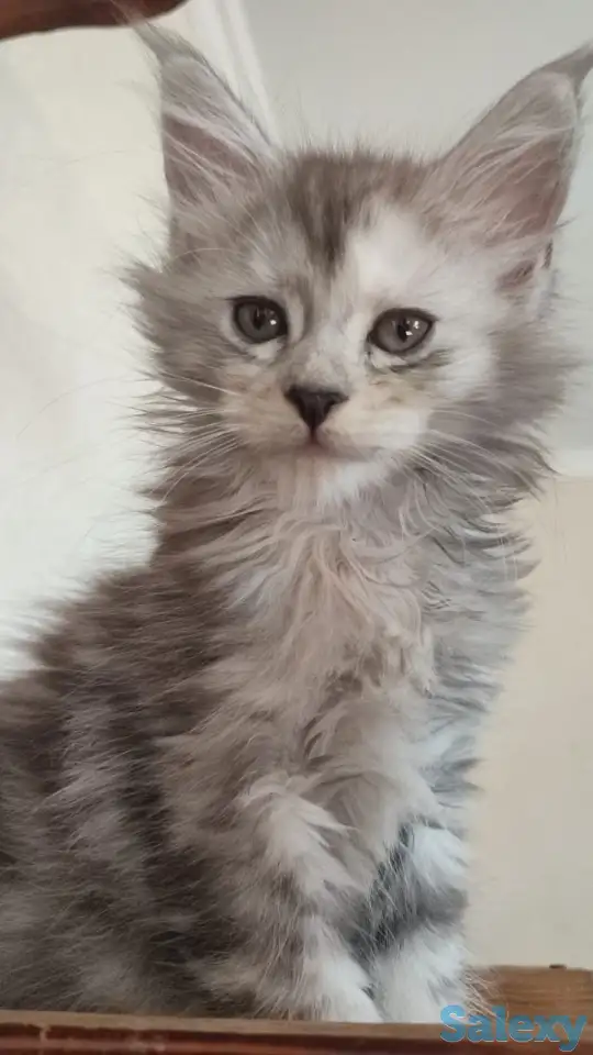 Шикарные котята Мейн Куна, фотография 2