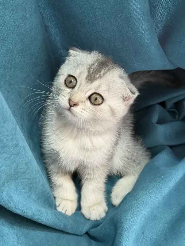 Продам котят. Породы серебристая шиншилла, фотография 4