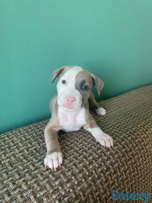 Стаффордширский терьер (стаффорд), фотография 3