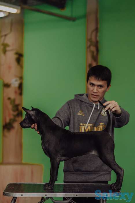 Щенки Тайского риджбека, фотография 6