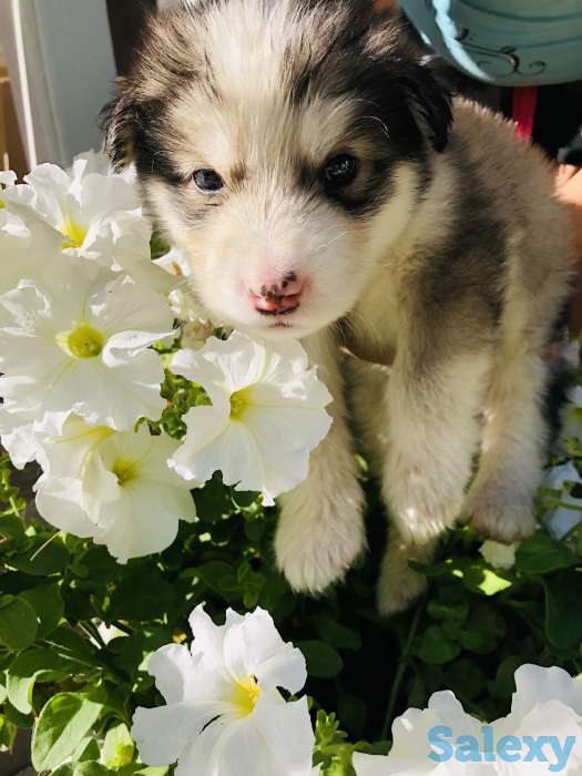 Щенки породы аляскинский маламут, фотография 4