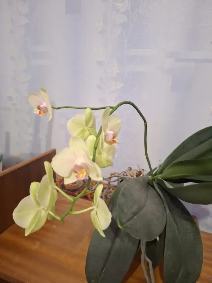 Продам орхидеи, фотография 4