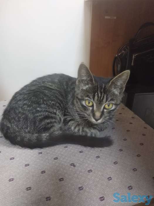 Отдам котёнка, фотография 1