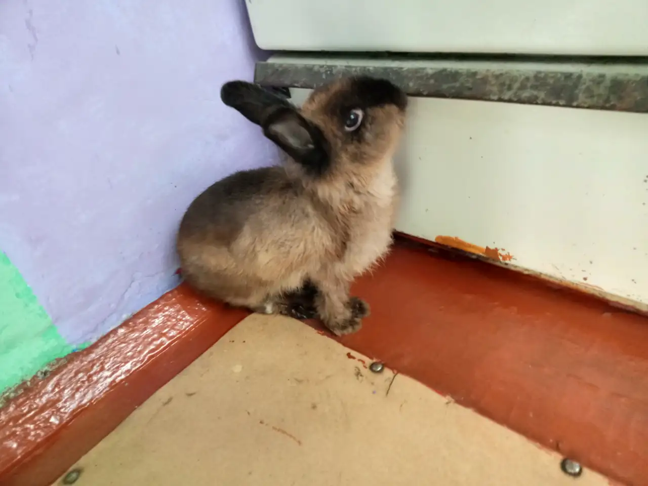 Продам декоративного кролика, фотография 2