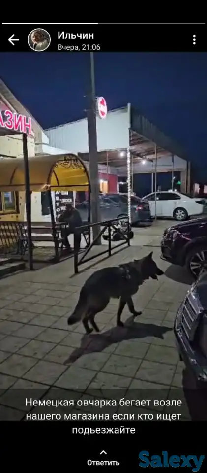 Пропала собака, фотография 1