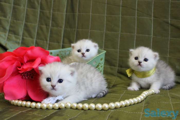 Шотландские шиншиллы, фотография 2