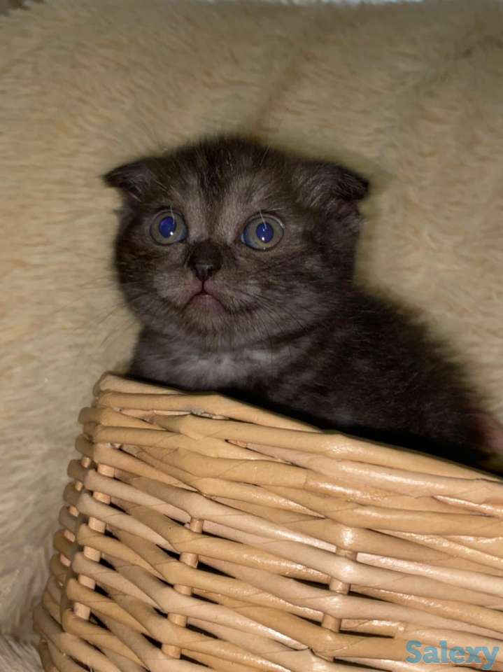 Продам котят мальчиков и девочек., фотография 5