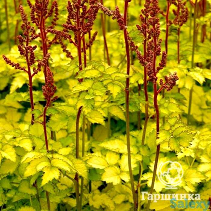 Астильба Колор Флэш Лайм китайская, фотография 1