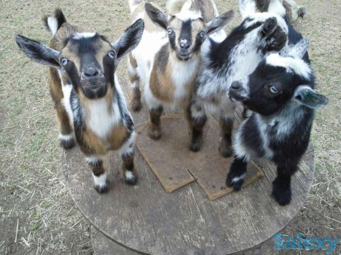 Племенные козы Альпийской породы (скот из Европы класса Элита и Элита Рекорд), фотография 2