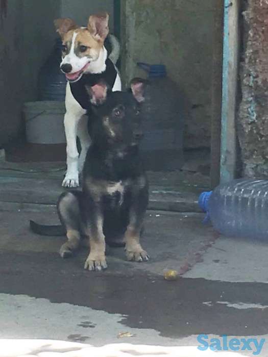 Отдам собаку в хорошие руки!, фотография 4