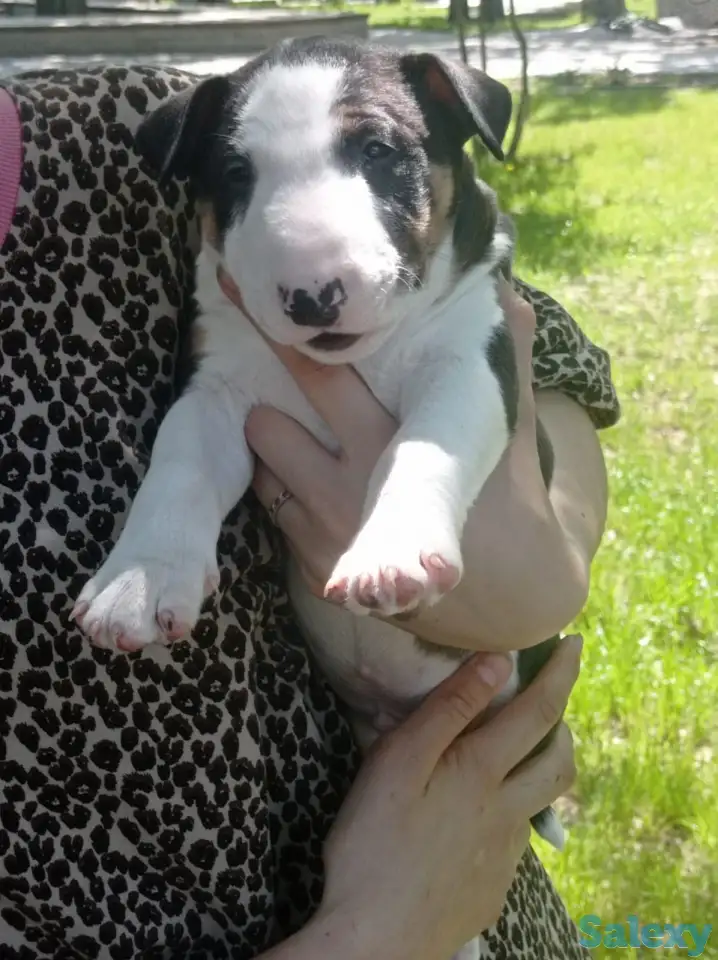 Миниатюрный бультерьер, фотография 1