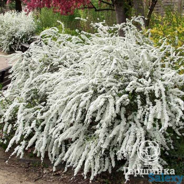 Спирея грефшейм, фотография 1