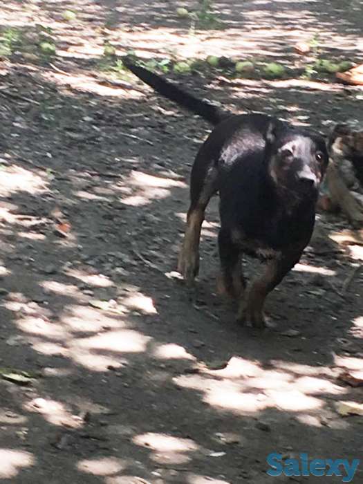 Отдам собаку в хорошие руки!, фотография 2
