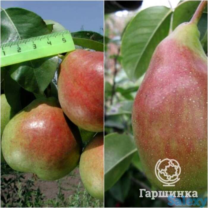 Груша 2 в 1: северянка краснощекая/чудесница, фотография 1