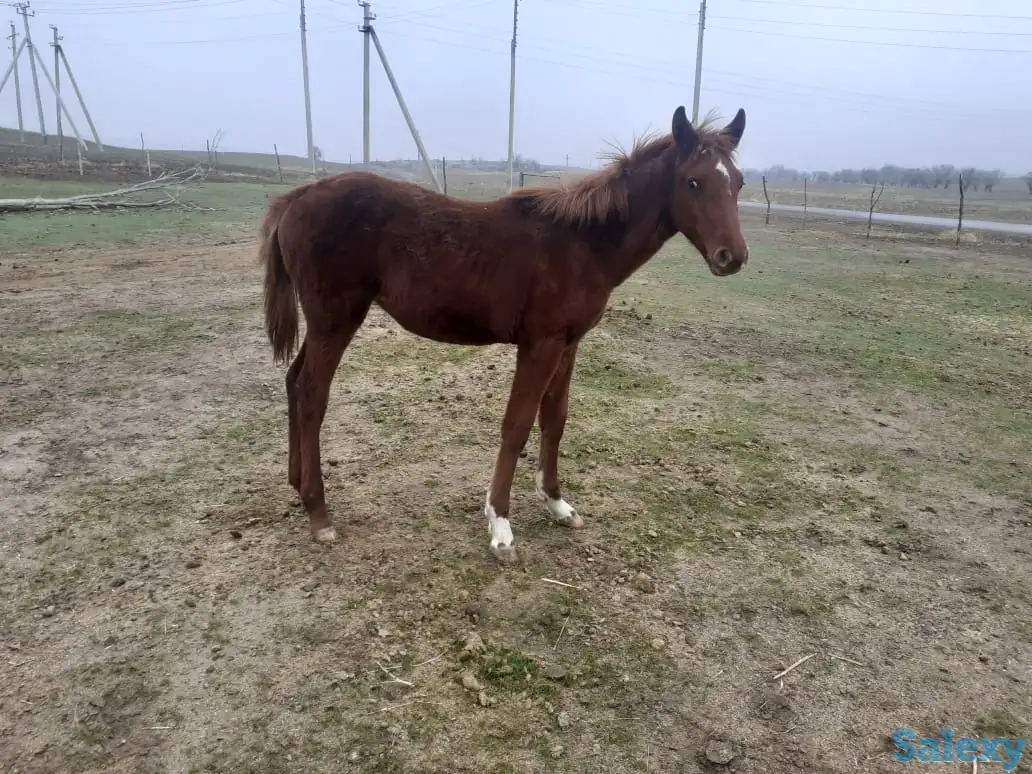 табун породистых лошадей, фотография 7