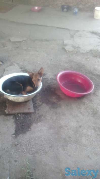 Отдам собаку в хорошие руки!, фотография 5