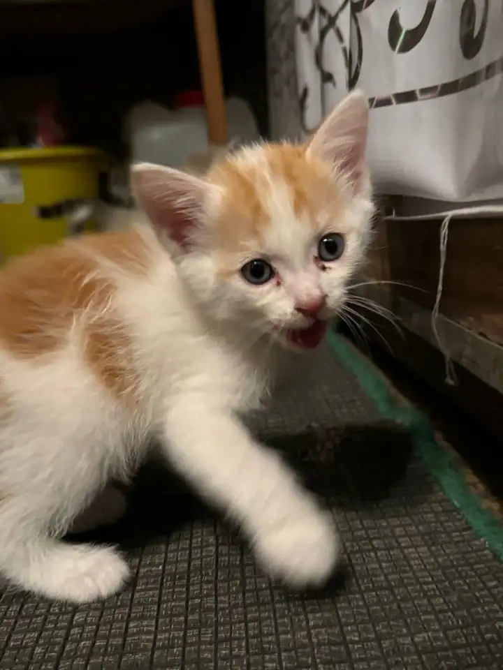 Отдам котят в хорошие руки, фотография 9