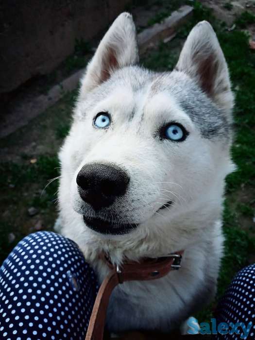 Продам чистокровную хаски  2гола все вопросы по телефону, фотография 2