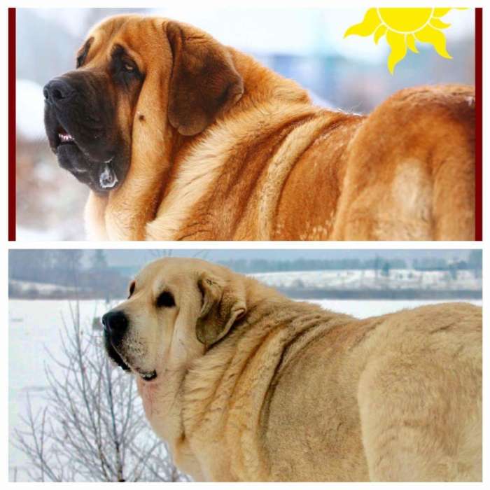 Щенки испанского мастифа, фотография 1