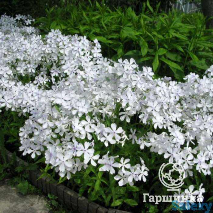 Флокс растопыренный Уайт Парфюм, фотография 1