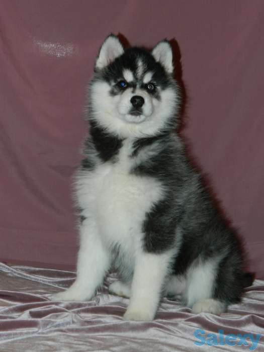 Породные щенки хаски, фотография 7