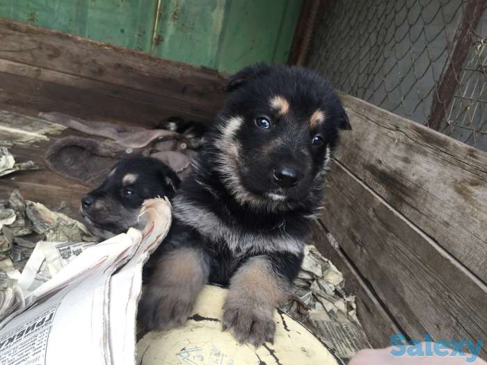 Дети подросли кушают сами звоните выбирайте уже можно!!!, фотография 1