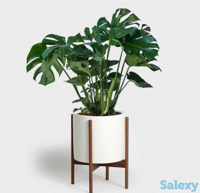 Озеленение интерьеров, фотография 7