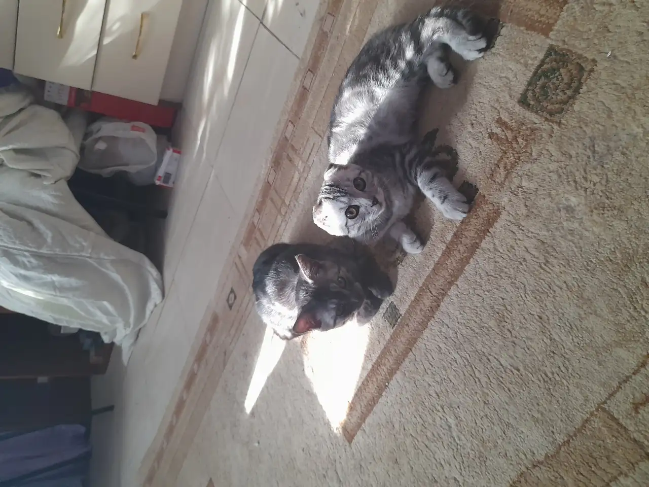 Продам двух Шотланских кошек вислоухую и прямоухую по  5 месяцев, фотография 1