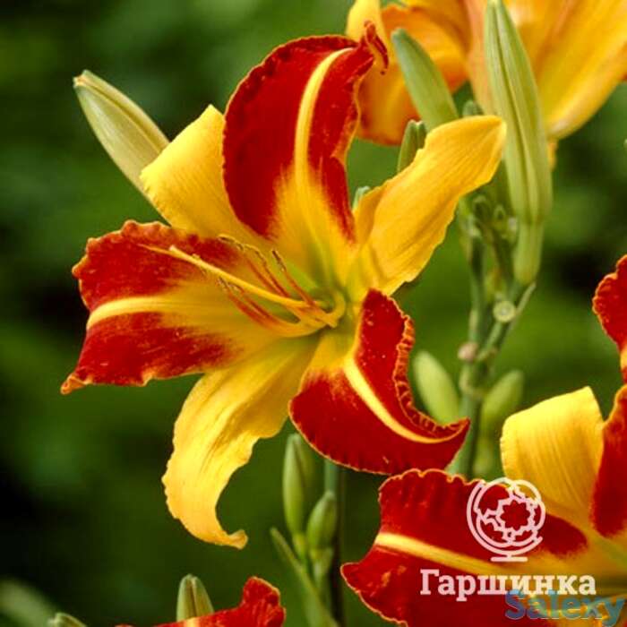 Лилейник Франс Халс, фотография 1