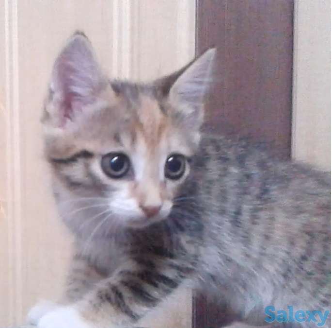 Отдам котят, фотография 2