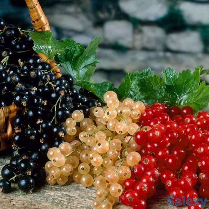 Саженцы смородины, фотография 1