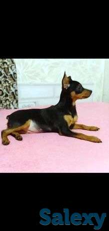 Продажа щенков породы КарликовыЙ пинчер, фотография 1