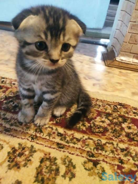 Продам вислоухих котят, фотография 4