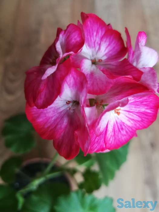 Комнатные цветы, фотография 4