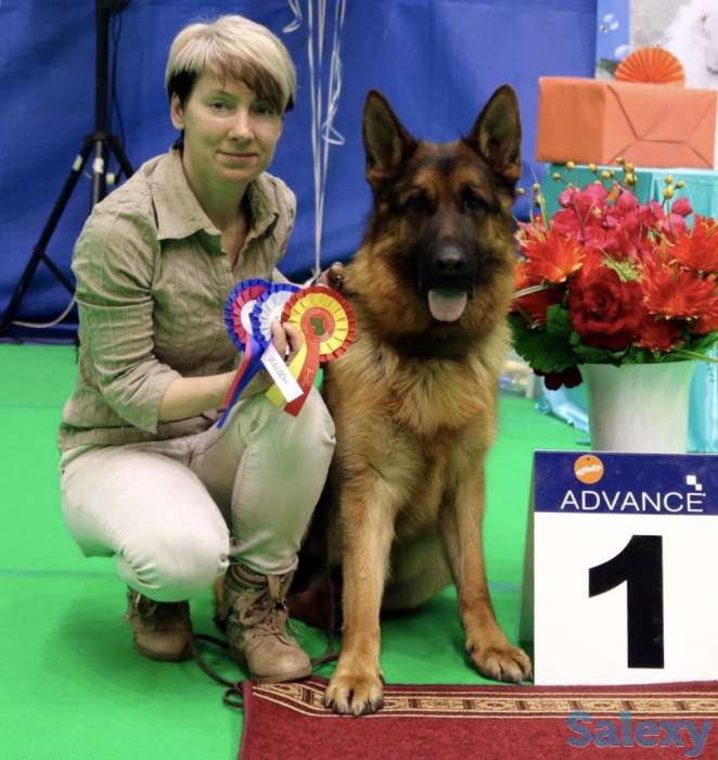 Щенки немецкой овчарки с родословной., фотография 2