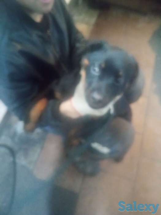 Продам щенка 3-х мес. Суку ротвейлер, фотография 3
