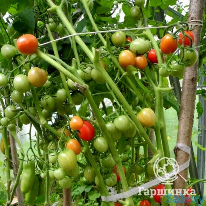 Семена Томат Детский сладкий Сливка, фотография 1