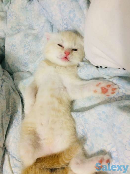 Продам породистых котят, фотография 3