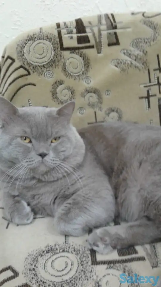 В добрые руки, фотография 1