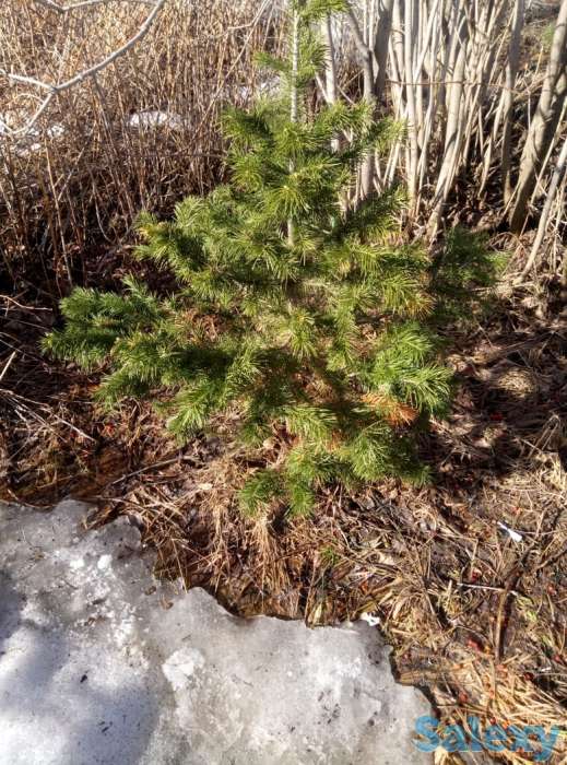 саженцы. посадочный материал. кедр, пихта, голубая ель, липа, дуб, рябина, чёрная смородина., фотография 4