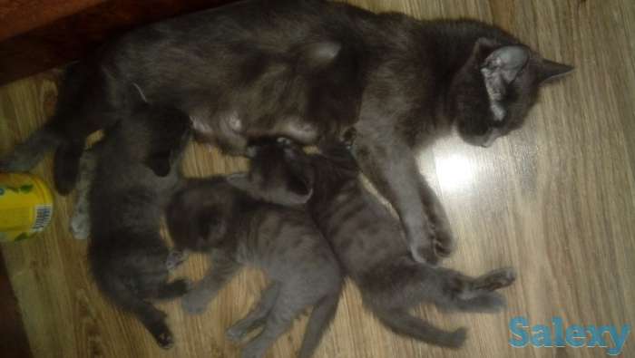 Продам котят, фотография 2