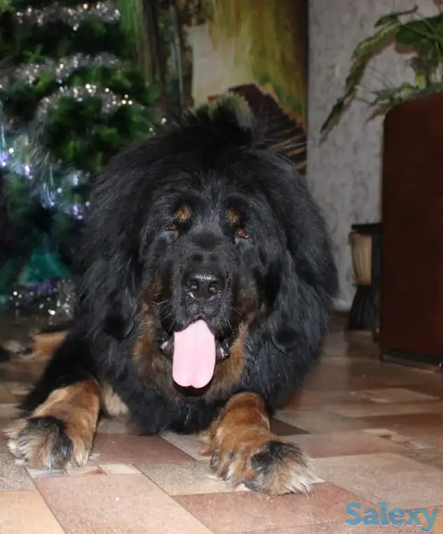 Продам щенков тибетский мастиф, фотография 6