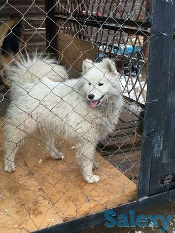 Продается собака, фотография 1