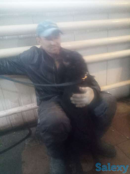 Продам щенка 3-х мес. Суку ротвейлер, фотография 9