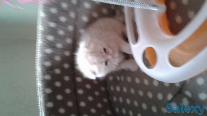 Продам породистых котика, фотография 2