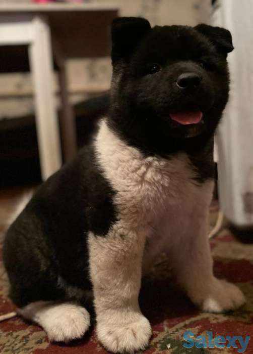 Продаю щенка американской акиты, фотография 3